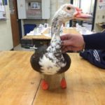 philip-lucky-duck-walking-again-thanks-to-3dprinted-feet-1