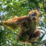 15-Best-Animal-Gallery-Orangutans_4_adapt_1900_1.adapt.885.1