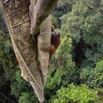 21-Best-Animal-Gallery-Orangutans_15.ngsversion.1481027412370.adapt.885.1