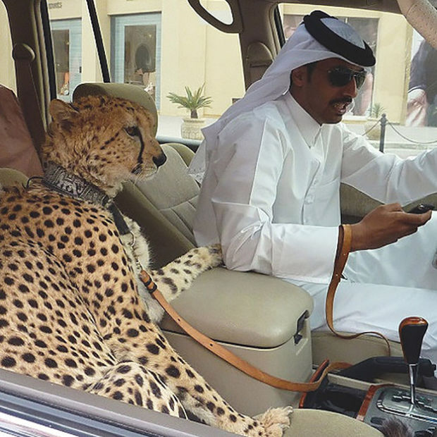 Гепард вместо собаки. Дикие домашние животные в ОАЭ (12 фото)Barking News -  срочные новости о животных