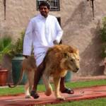 Дикие домашние животные в ОАЭ