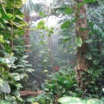 TropicalWorld_Forest2007
