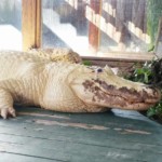 alligator (1)