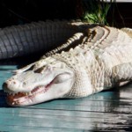 alligator (4)