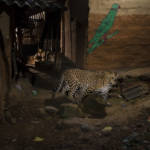 LIVING WITH LEOPARDS — CONFLICT OR CO-EXISTENCE?