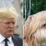 donald-trump-wind-dog