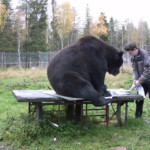 медведь Юосо рисует картины