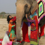 people-knit-giant-sweaters-rescue-elephants-5