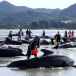 Volunteers try to assist some more stranded pilot whales that came to shore in the afternoon after one of the country’s largest recorded mass whale strandings, in Golden Bay, at the top of New Zealand’s South Island