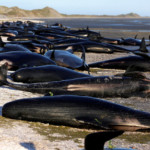 Some of the hundreds of stranded pilot whales marked with an ‘X’ to indicate they have died can be seen together after one of the country’s largest recorded mass whale strandings, in Golden Bay, at the top of New Zealand’s South Island