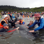 Volunteers look after a pod of stranded pilot whales as they prepare to refloat them after one of the country’s largest recorded mass whale strandings, in Golden Bay, at the top of New Zealand’s South Island