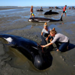 Volunteers try to assist stranded pilot whales that came to shore in the afternoon after one of the country’s largest recorded mass whale strandings, in Golden Bay, at the top of New Zealand’s South Island