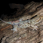 new-gecko-species-disposable-skin-01