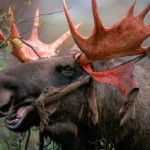 Moose rutting time in Lapland