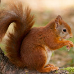 Red_squirrel_2_c_Mike_Snelle_comp