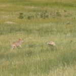 badger-coyote-ecology-info