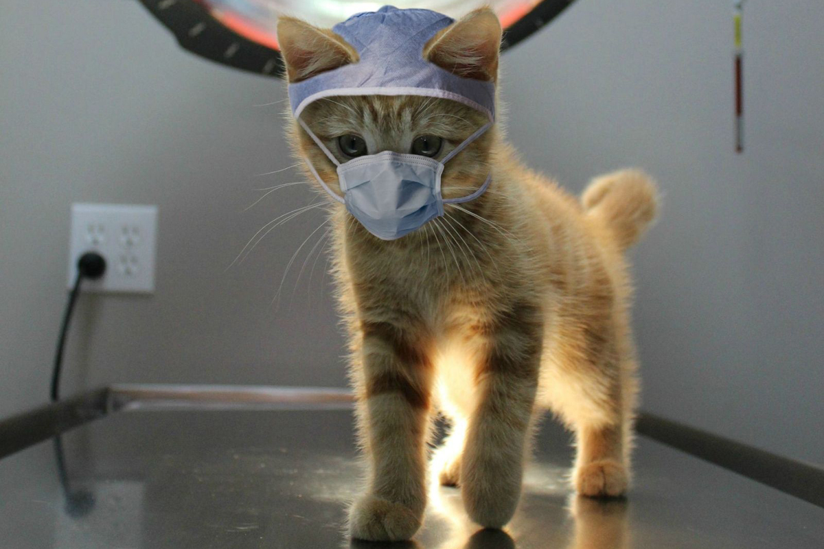 Выступление кота в маске. Котик в медицинской маске. Маски. Котик. Котик доктор. Маска котенка.